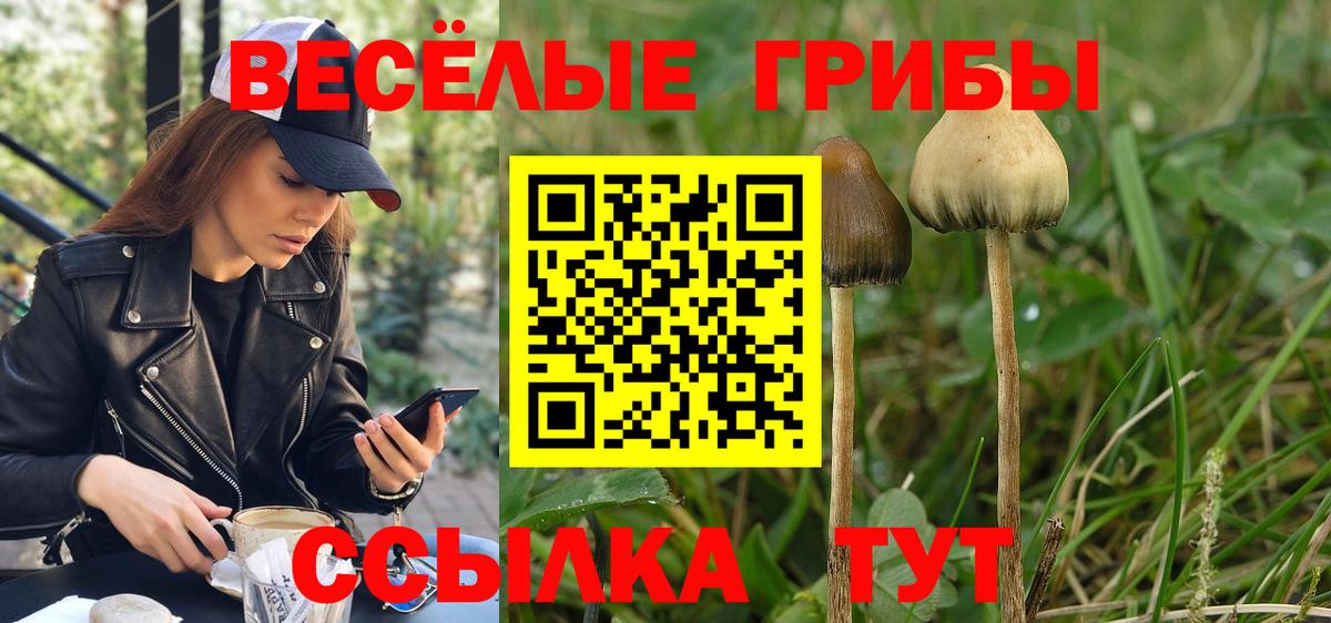 Псилоцибиновые грибы Cubensis  Малоярославец 